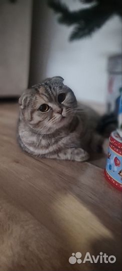 Шотландская вислоухая кошка