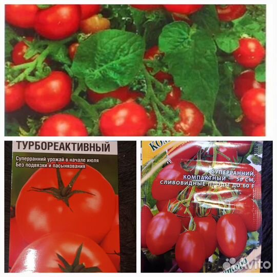 Рассада томатов Горшечный Каменный Балконный