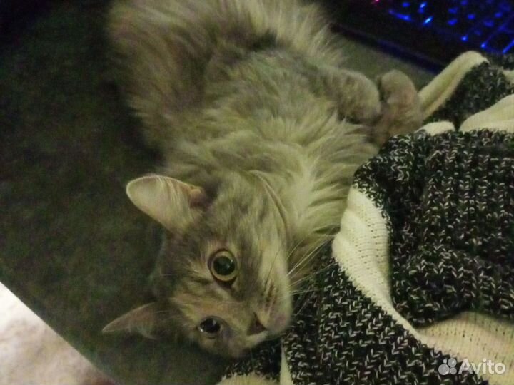 Вязка кошек бесплатно