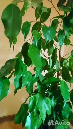 Фикус Бенджамина