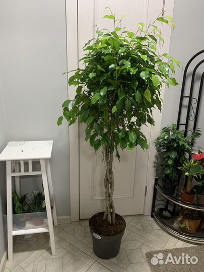 Фикус бенджамина большой
