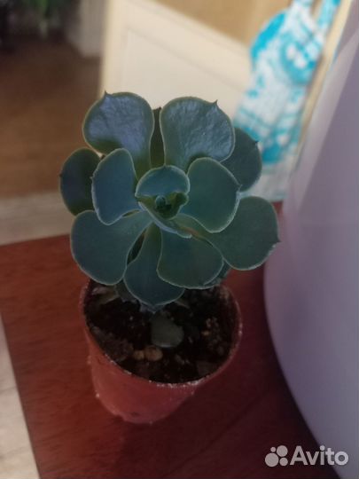 Кактусы и суккуленты