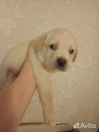 Щенок лабрадора