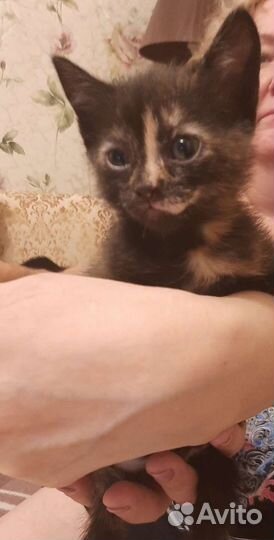 Кошка бесплатно