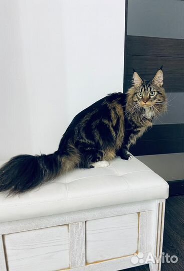 Передержка котов и кошек