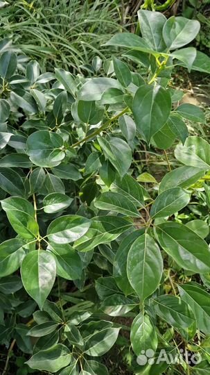 Взрослый Коричник,коричное дерево,вечнозеленое