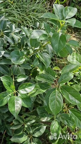 Взрослый Коричник,коричное дерево,вечнозеленое