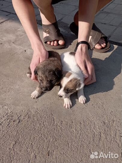 Щенки дворняшки