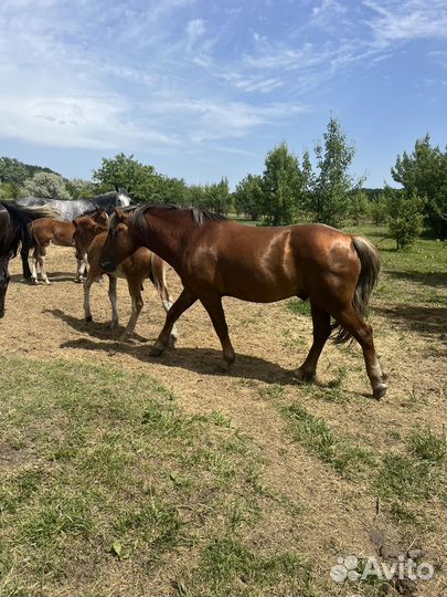 Жеребец полутяж