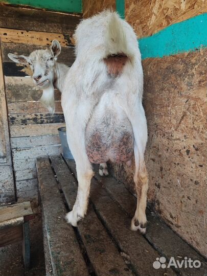 Дойные козы