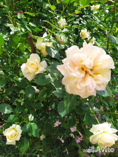 Розы плетистые бежевые