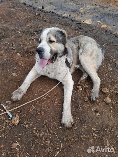 Вязка кобель алабай