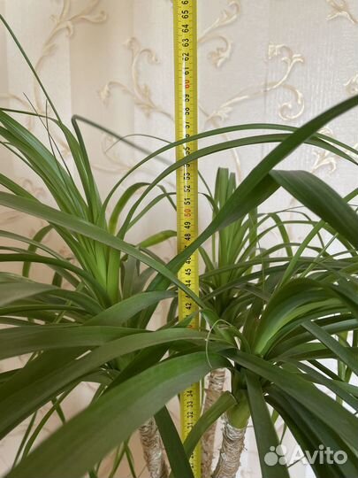 Пальма Нолина (Бокарнея)