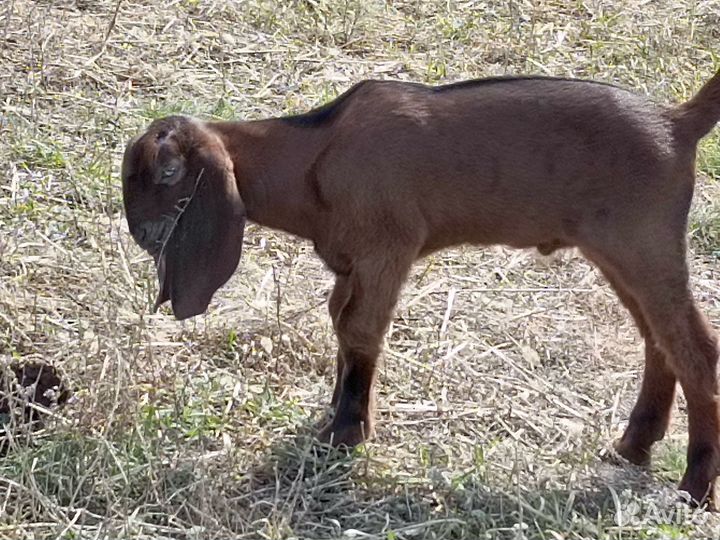 Козлик гулаби/нуб