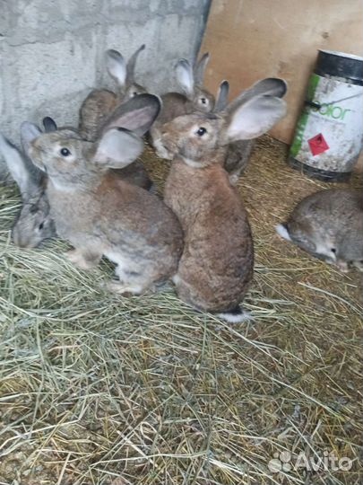 Кролики неизвестной породы