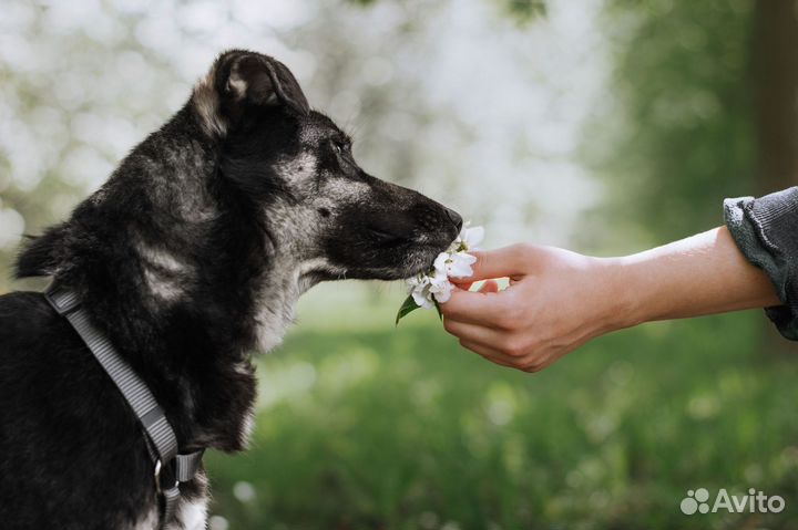 Небольшая собачка в добрые руки отдам бесплатно