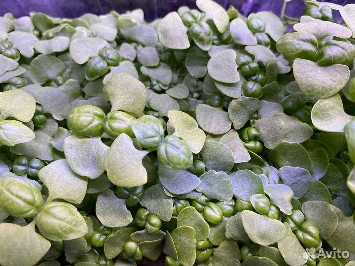 Микрозелень Бораго (Огуречная Трава)