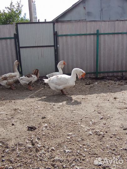 Холмогорские гуси