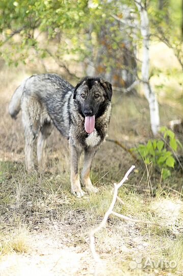 Ищу дом для собаки
