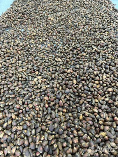 Ягода отчищенная брусника клюква голубика свежая