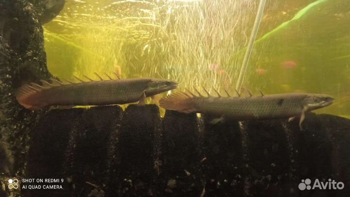 Полиптерус