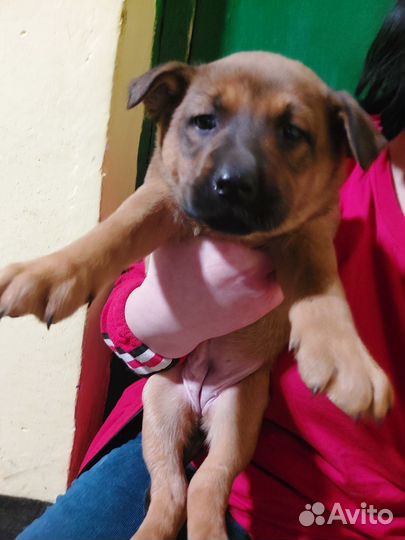 Щеночки в добрые руки