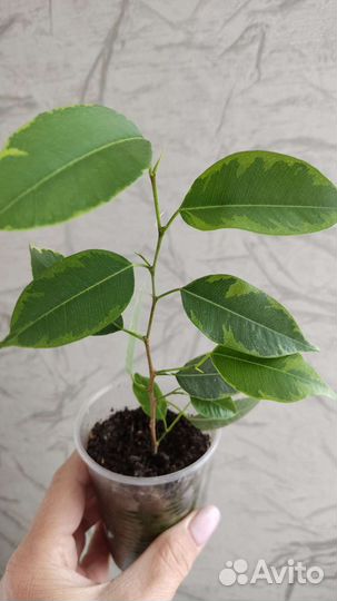 Фикус бенджамина