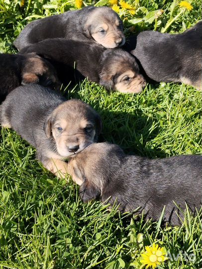 Щенки русской гончей