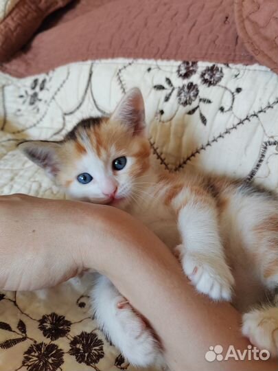 Кошка трехцветная