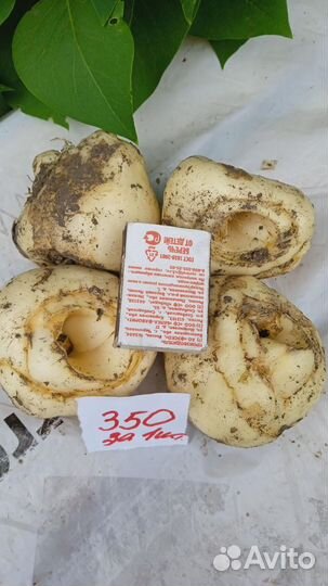 Рябчик королевский