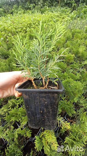 Туя шаровидная Даника