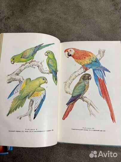 Говорящие птицы, Попугаи и певчие птицы