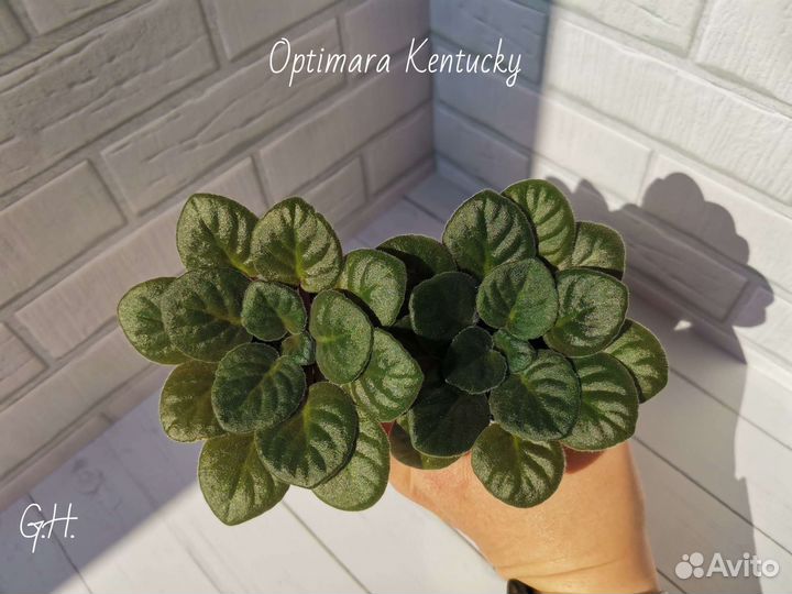 Детки сортовых фиалок