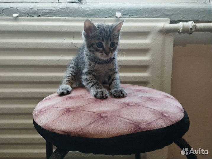 Коты и кошка