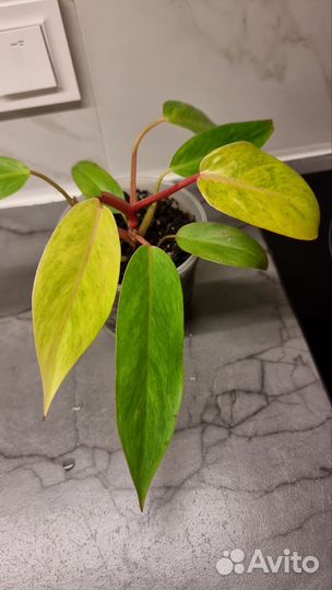 Филодендрон Медуза