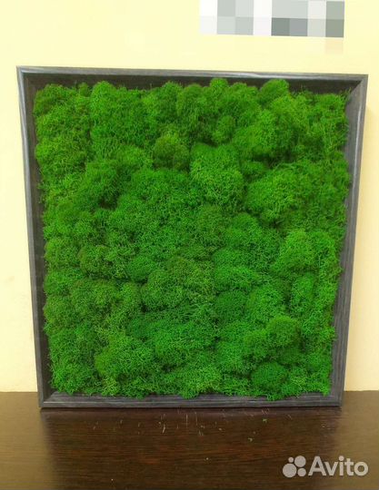 Картина из стабилизированного мха