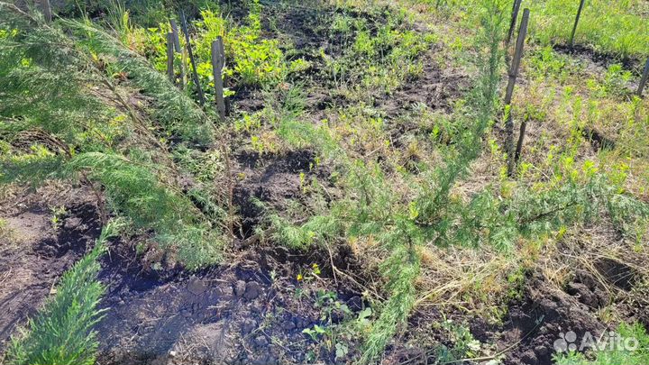 Можжевельник огромные кусты