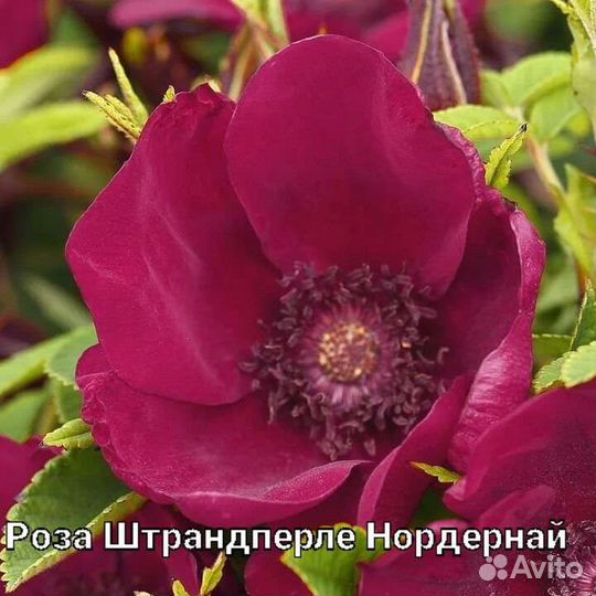 Саженцы роз Штандперле Нордернай