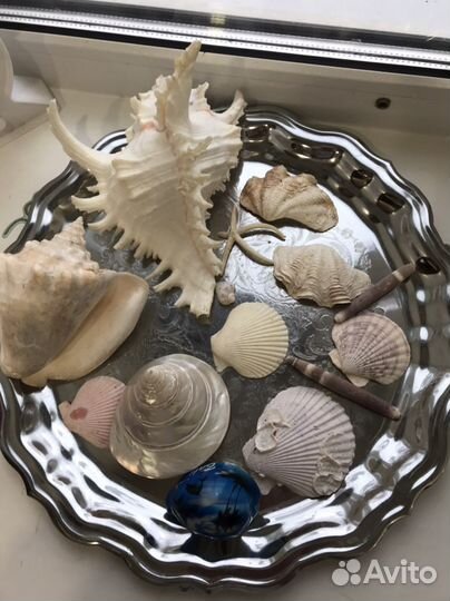 Ракушка для аквариума