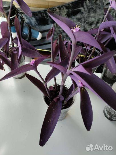 Традесканция пурпурная