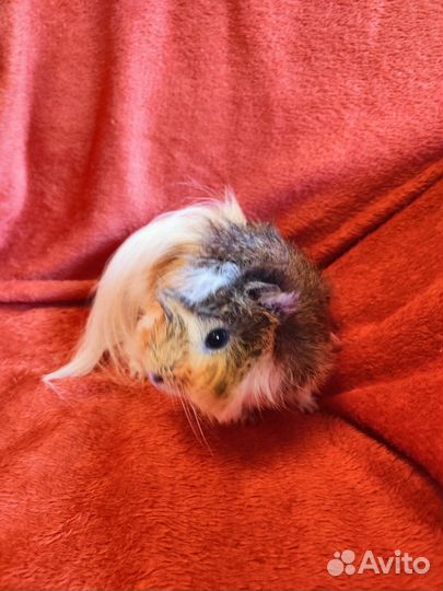 Морские свинки