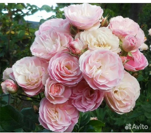 Роза Букет Парфе, Хэвенли пинк, Динки