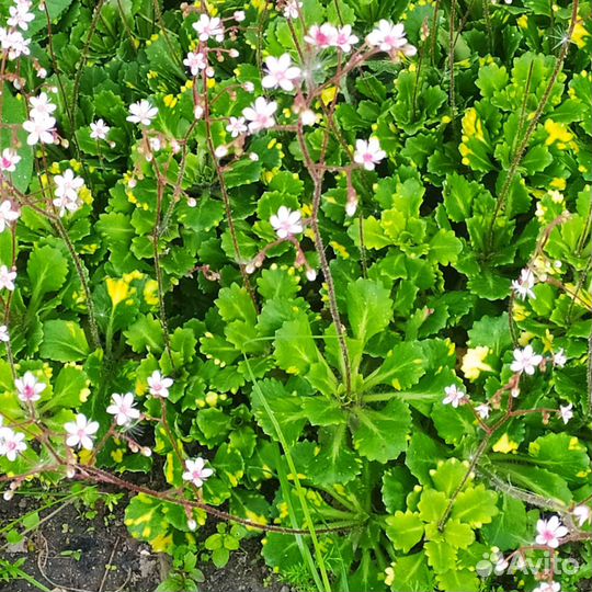 Многолетники