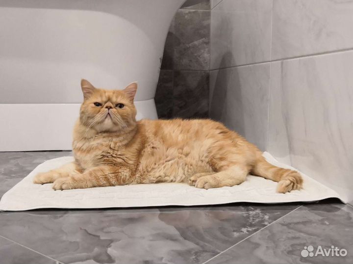 Передержка собак и кошек