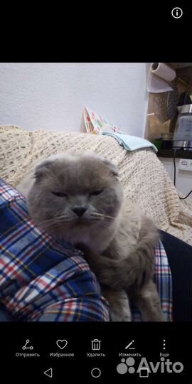 Шотландская вислоухая кот