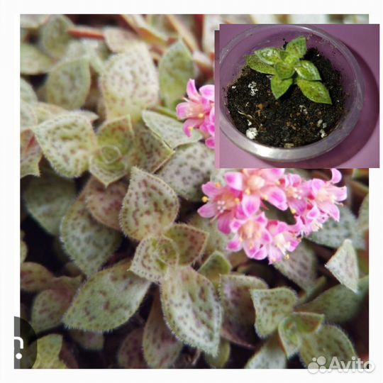 Суккуленты часть 3