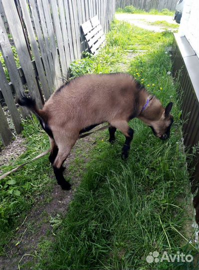 Козёл на вязку (покрытие)