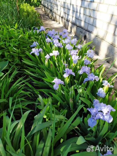 Ирисы