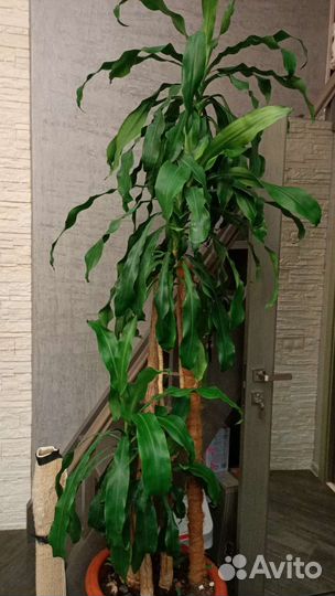 Комнатные цветы домашние. Есть крупномеры