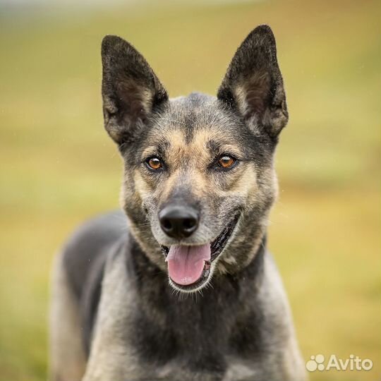 Ищу дом собаке